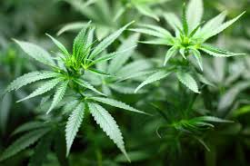 Acesso a direitos fundamentais, a regulação da maconha